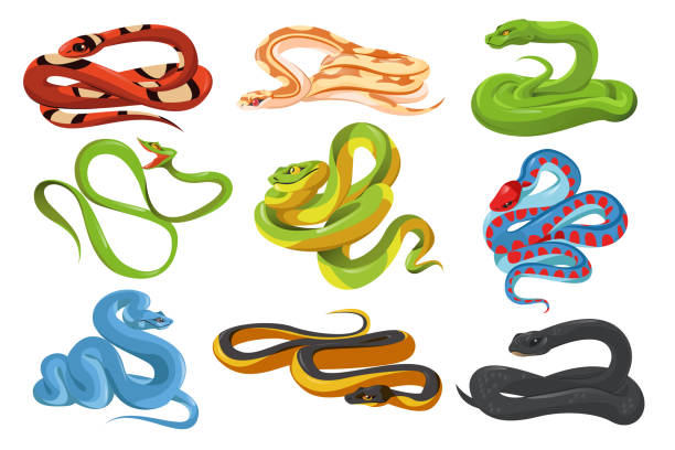 Snakes, tropical serpents, black mamba, python Snakes, tropical serpents isolated on white background. Black mamba, scarlet milk snake, california red-sided garter, green tree python, trimeresurus salazar and blue insularis. Vector cartoon set black mamba stock illustrations