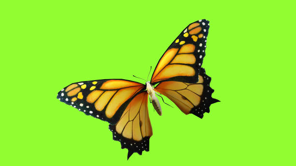 Butterfly Flying Animation Sequence With Chroma Key Stock Photo - Download  Image Now - iStock