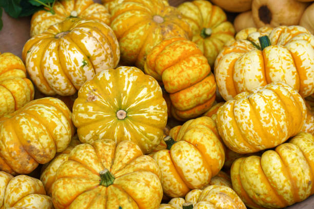istock Various pumpkins on farmers market 1313404548