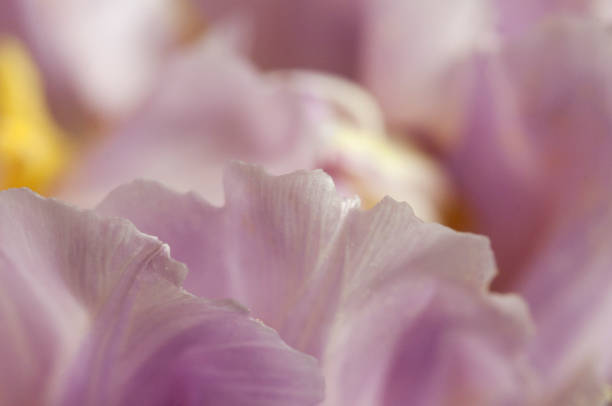 istock Tulip flower fragment macro shot 1313405540