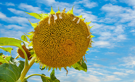 one Big sunflower field in summer