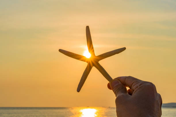 istock Starfish  in man's hand on sandy beach in summer with sea background 1313406471