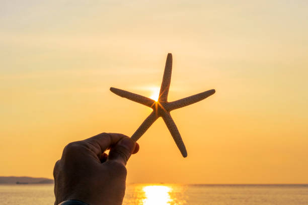istock Starfish  in man's hand on sandy beach in summer with sea background. 1313406475