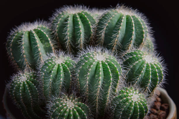 istock close up notocactus magnificus with beautiful lighting 1313407216