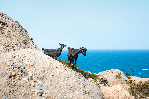 Two goats exploring the Toplou gorge in Crete, Greece.