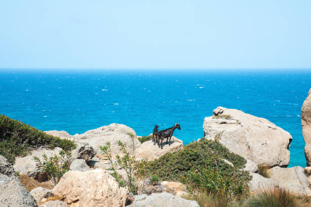 istock Greek Goats Above The Sea 1313410042