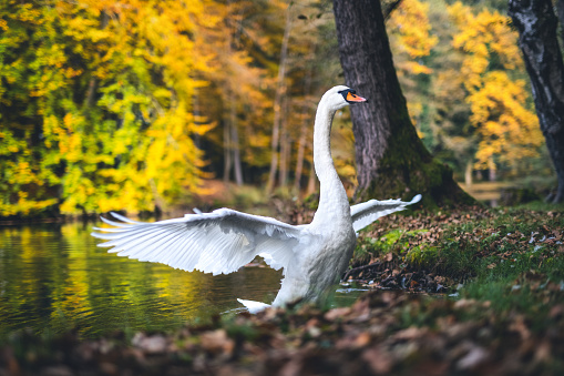Swan In Autumn Park