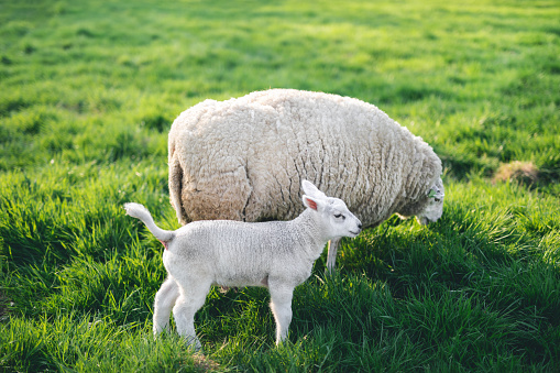 Mother sheep and her baby lamb on mountain pasture. Animals in natural environment.