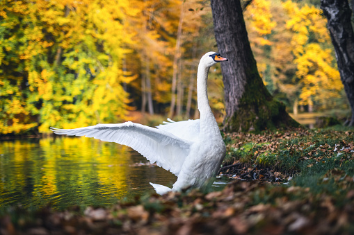 Swan spreading his wings by the pond in autumn colored park.