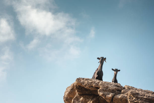 Two curious goats looking down from the cliff (Crete, Greece).