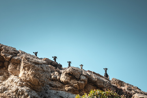 Five curious goats looking down from the cliff (Crete, Greece).
