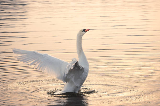 Swan In Lake Swan illuminated by the golden sunlight spreading his wings in the pond. swan at dawn stock pictures, royalty-free photos & images