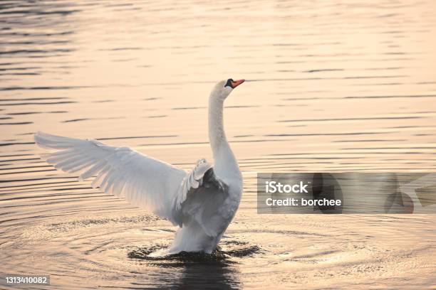 Swan In Lake Stock Photo - Download Image Now - Swan, Lake, Beauty