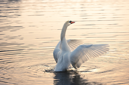 Swan illuminated by the golden sunlight spreading his wings in the pond.