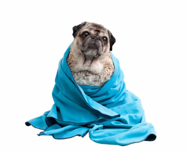 Photo of Old senior beige pug sits in towel after bathing