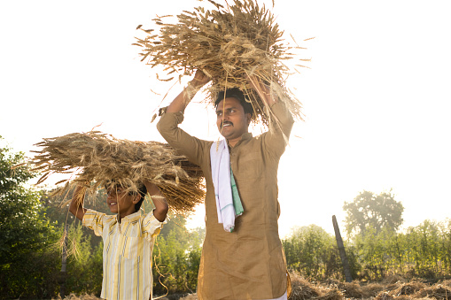 Farmer and his son carrying bunch of wheat crop on their head at agricultural field