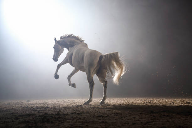 gloria del caballo - caballo saltando fotografías e imágenes de stock