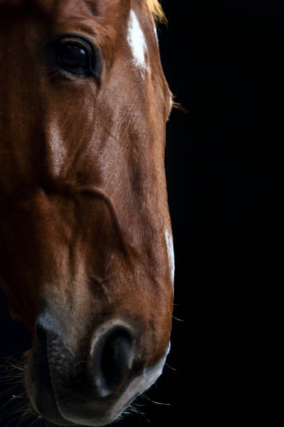 istock Horse head silhouette 1313413487