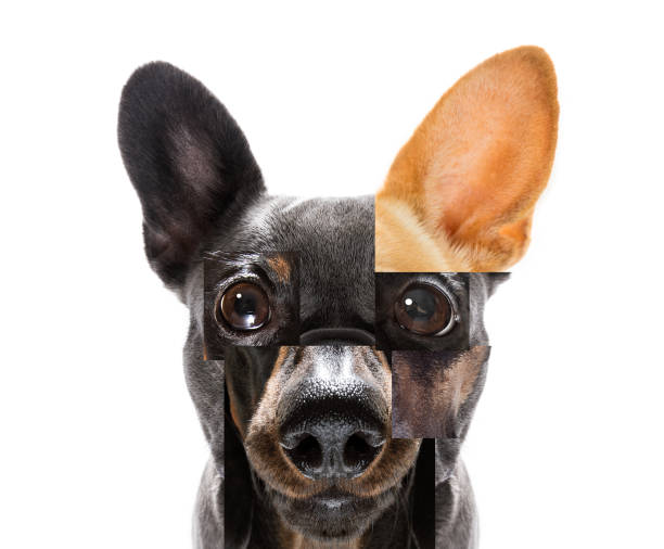 istock abstract puzzle dog head 1313415684