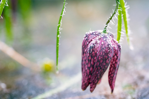 Side view of Frozen blooming Tulip, Snake's Head Fritillary (Fritillaria meleagris) plant which grows only in swamp country. It is snowy, icy and blurred in background. Blooms at the end of April, Barje near Ljubljana, Slovenia.