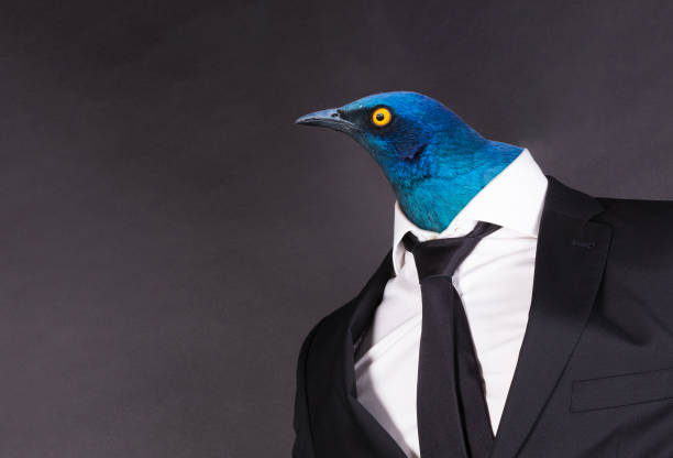 istock Cape glossy head in a black suit, isolated on black 1313416816