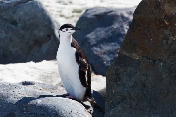 un solo ritratto del pinguino cesto antartico in piedi. - uncultivated snow ice antarctica foto e immagini stock