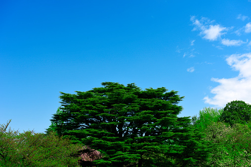 Lush foliage tree in springtime against blue sky with copy space.