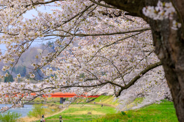 istock Cherry Blossom Flowers in Japan,Sakura,Kakunodate 1313417801