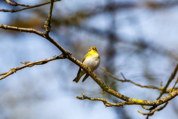 istock Wood Warbler on a branch against blue sky in the spring 1313418766