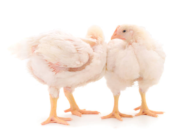 istock Two chicken or young broiler chickens. 1313418841