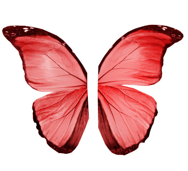 istock Color butterfly wings, isolated on white background 1313418863