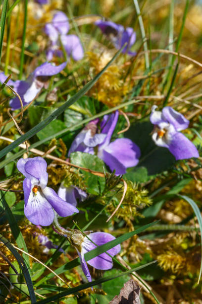 istock Viola flowers on a meadow in the spring 1313418876