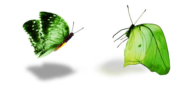 istock Color butterflies , isolated on white background 1313419052