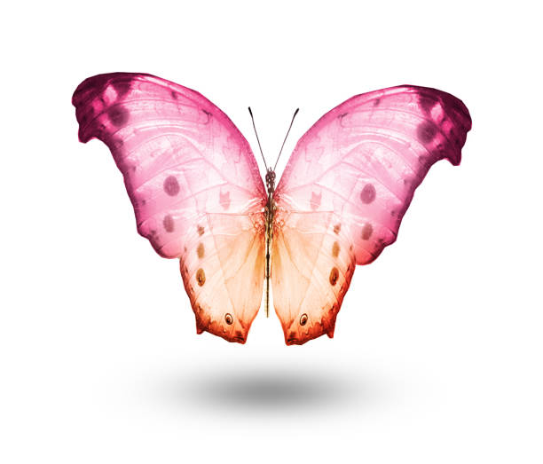 istock Color butterfly , isolated on white background 1313419068