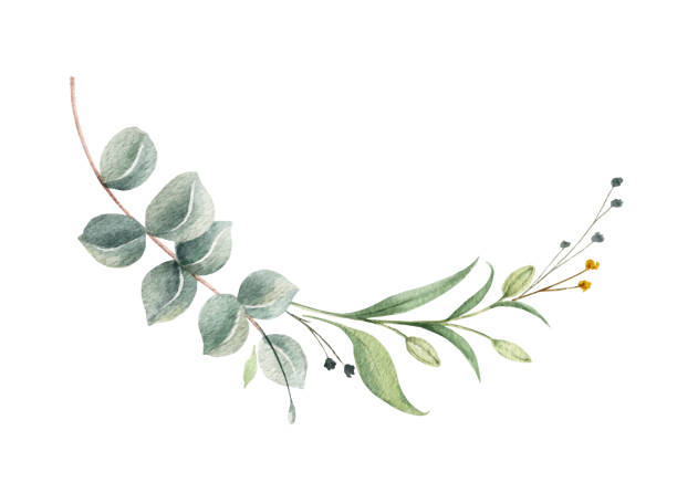 акварель вектор венок из зеленых ветвей эвкалипта и листьев изолированы на белом фоне. цветочная ручная роспись иллюстрации для поздравит� - eucalyptus tree plants isolated objects nature stock illustrations