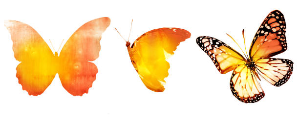 istock Three watercolor butterflies, isolated on white background 1313419098