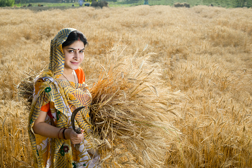 Woman farmer carrying bunch of wheat crop with sickle at agricultural field