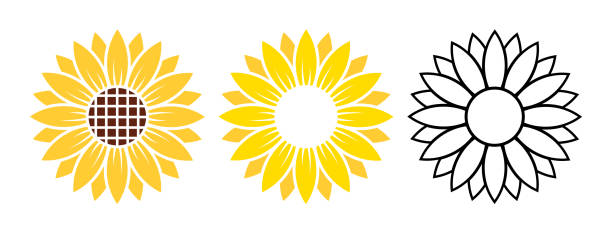 illustrations, cliparts, dessins animés et icônes de silhouette florale jaune réglée d’été de tournesol d’isolement sur le vecteur blanc de fond - tournesol