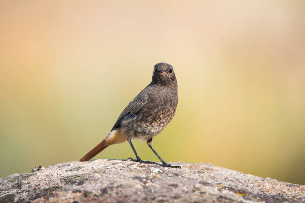 istock Black redstart bird (Phoenicurus ochruros) sitting on the rock 1313420041