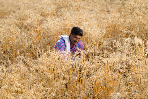 istock Rural farmer harvesting wheat crop at agricultural field 1313421237
