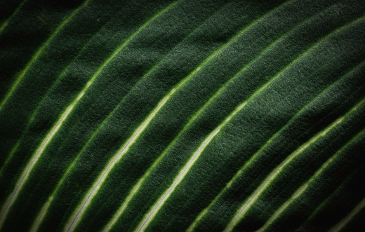 Closeup green leaves in nature background with copy space.