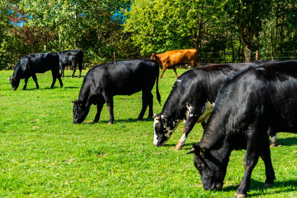 istock Cattle in the meadow. Cows on a green field. 1313424768