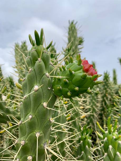istock Beautiful green cactus succulent 1313425035