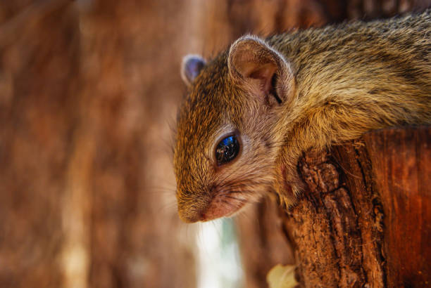 A baby Tree Squirrel looking down from a branch, close up of the face