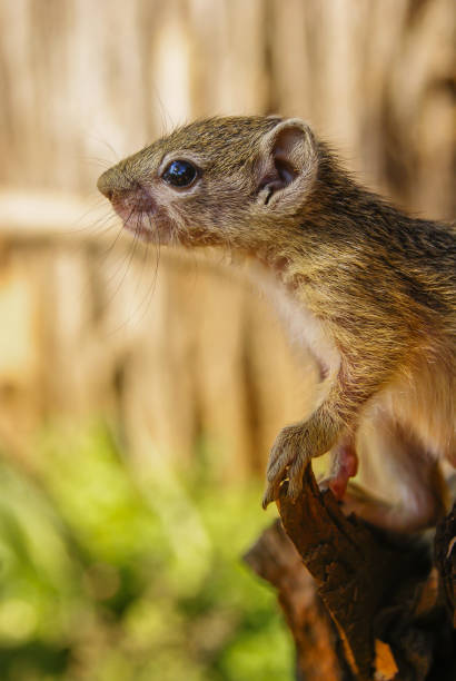 istock A tiny baby African Tree Squirrel smelling the air while standing high up on a branch, Greater Kruger National Park. 1313426211