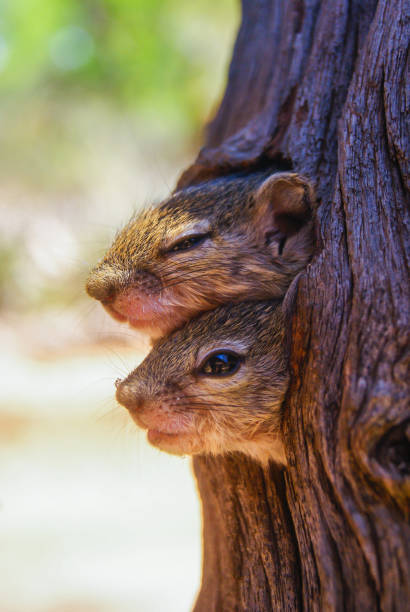 istock Two baby Tree Squirrels looking out their nest half sleep, Greater Kruger 1313426217
