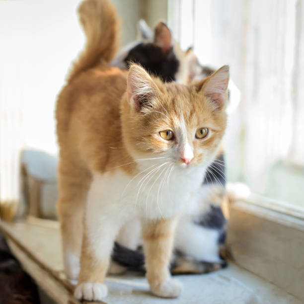 istock Very cute fluffy red kitten 1313426266