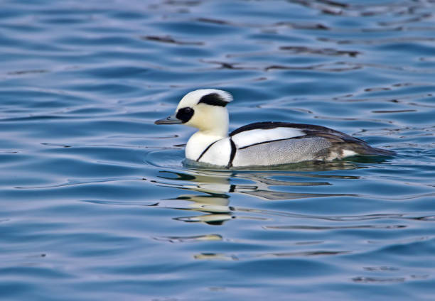 The smew (Mergellus albellus) Male and female smew (Mergellus albellus) photographed close-up swimming in the water mergellus albellus stock pictures, royalty-free photos & images