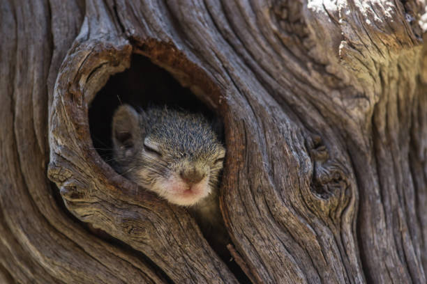 un pequeño bebé ardilla árbol durmiendo mientras su cabeza está asomando por el nido - madriguera fotografías e imágenes de stock