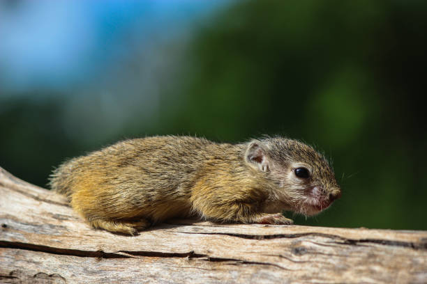 istock A tiny African Tree Squirrel resting on a branch, South Africa. 1313427558